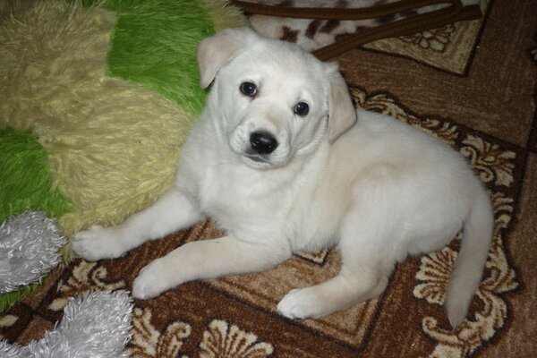 Cute puppy happily posing