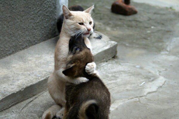 Cat and puppy cute hug