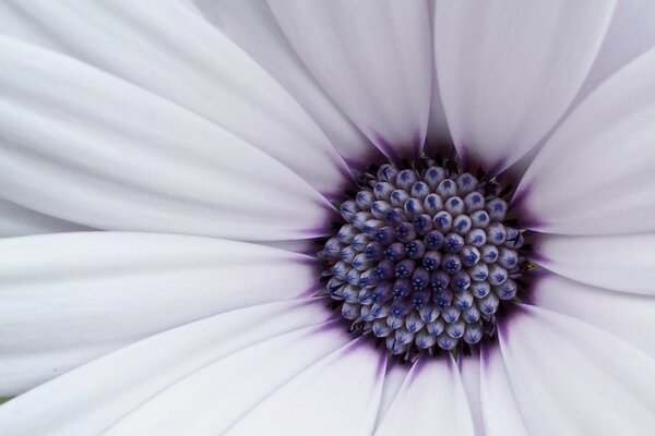 Macro d une fleur blanche avec un noyau sombre