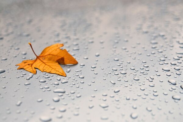 An autumn leaf lies in dew