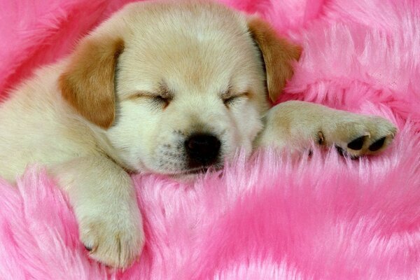 Cute puppy on pink background