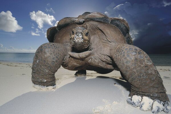 A large turtle walks on the sand