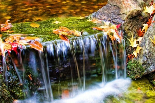 A small waterfall with autumn leaves