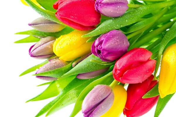 Colorful bright tulips with water drops