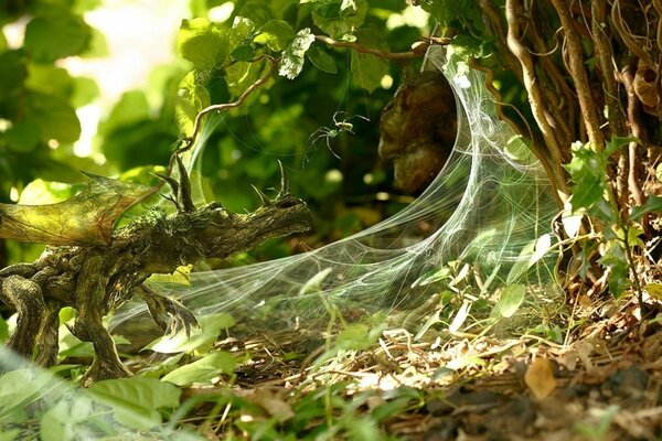 Yaz ormanı ve örümceğin fotoğrafı