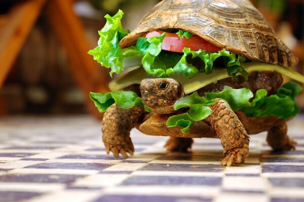 Lustige Schildkröte in Form eines Burgers