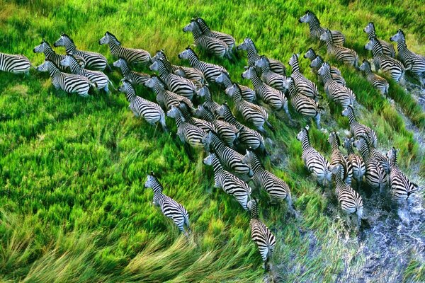 Zebras run through the grass wild park