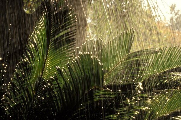 Summer rain in the tropics