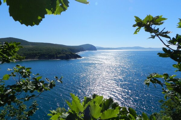 Yaz doğası ağaç ve deniz