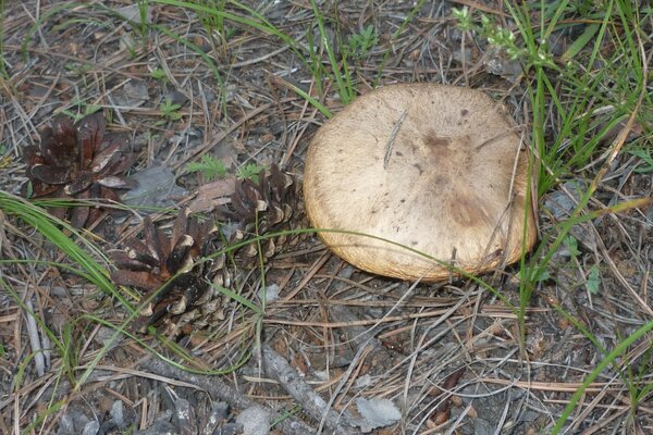 Pilze in einem sauberen Wald vermischen