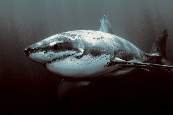 Requin noir orage poissons sous-marins