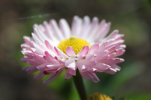 Rosa Blume im Naturgarten