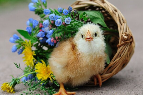 Zickzack in einem Korb mit Blumen Natur