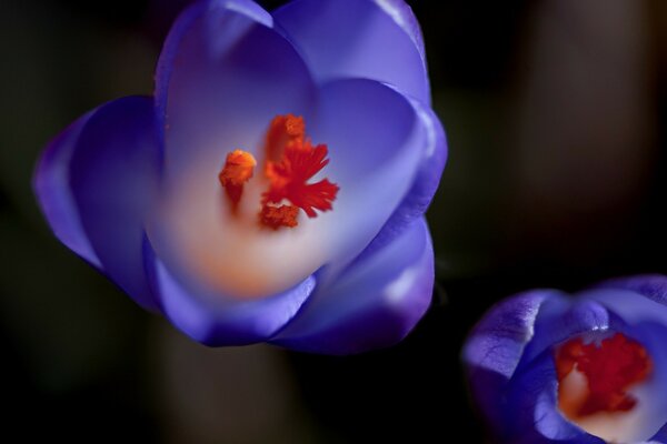 Hermosas flores con pétalos azules