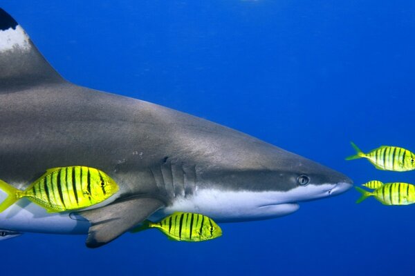 Shark with yellow fish under water