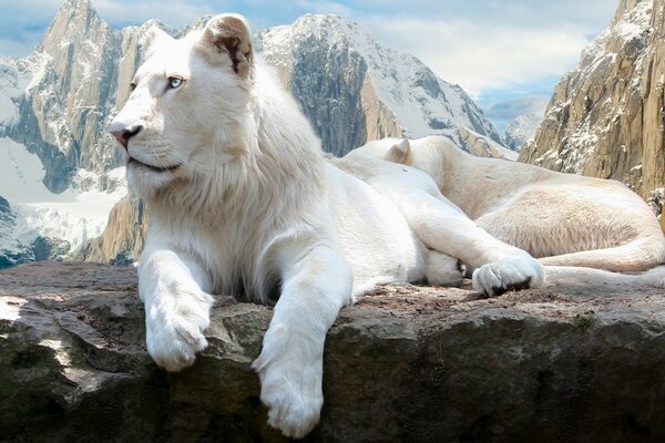 Lion blanc sur fond de rochers enneigés