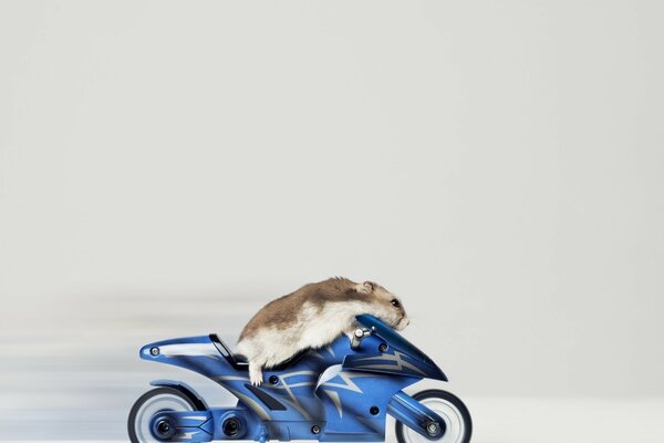 Hamster auf einem Motorrad in Bewegung auf weißem mattem Hintergrund