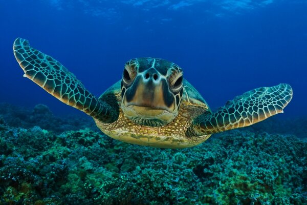 A large turtle floating in the ocean