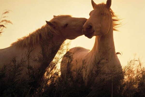 Cavalos livres no campo