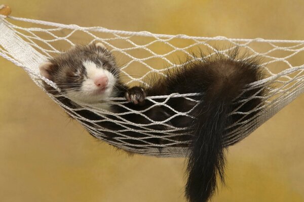 Cute sleeping animal in a hammock