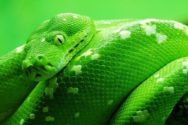 Animales de sangre fría. Serpientes y reptiles