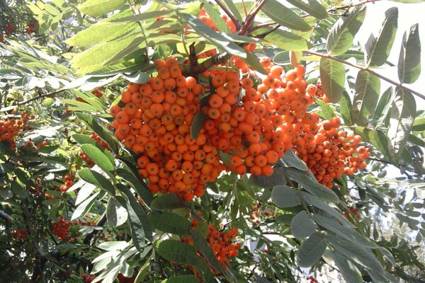 Trees with rowan berries in summer