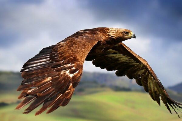 An eagle flies against the background of wild nature