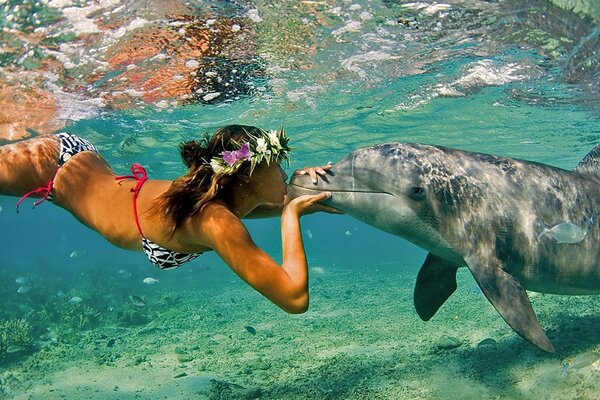 Rencontre en mer avec un dauphin