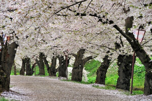 An alley of cherry blossoms