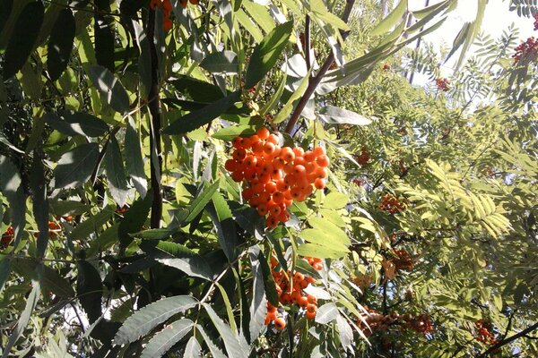 Rowan lumineux dans les rayons du soleil