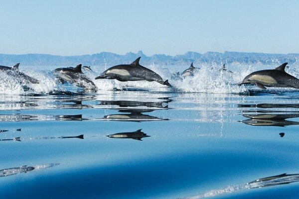 Fotos de delfines retozando en el fondo de icebergs