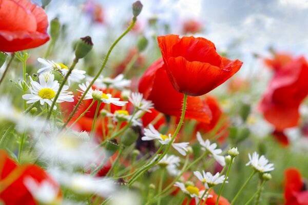 Champ de coquelicots rouges et marguerites blanches