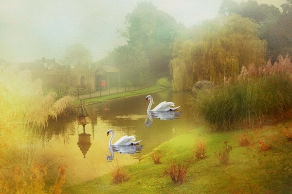 Landscape two swans swimming in a pond