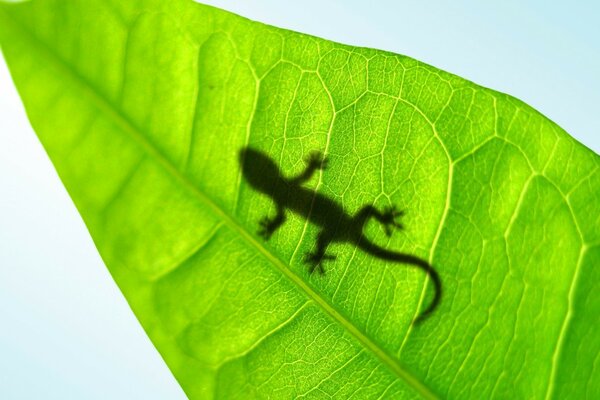 Eine kleine Eidechse hat sich auf einem Blatt versteckt