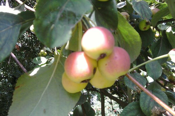 Pommes mûres sur une branche