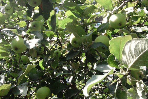 Verts juteux de jeunes pommes