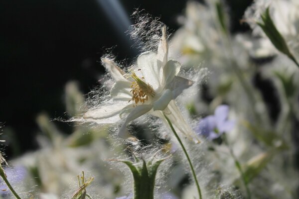 Flor selvagem close-up