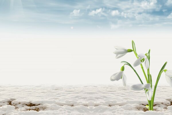 Winter landscape with flowers in the snow