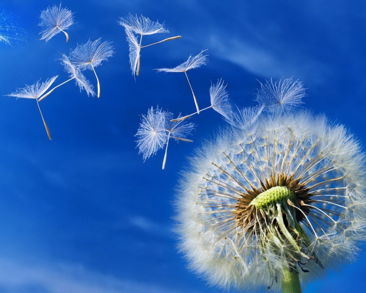 verano diente de león abajo naturaleza flor flora crecimiento semilla suave al aire libre brillante temporada cielo viento medio ambiente buen tiempo biología hierba luz