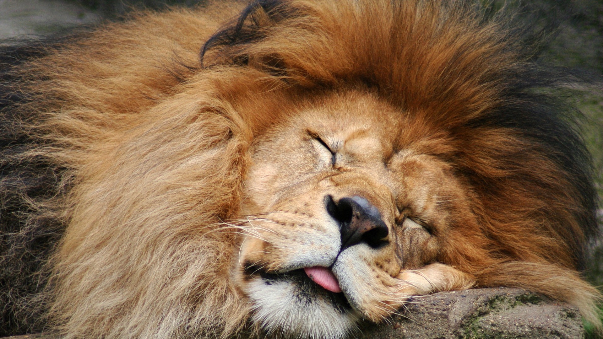 leones mamífero gato animal vida silvestre piel retrato león zoológico depredador ojo perro pelo salvaje