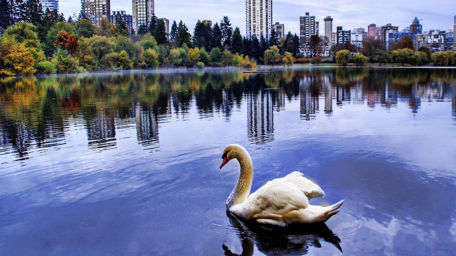 tiere see reflexion schwimmbad wasser schwan fluss natur im freien reisen himmel park architektur