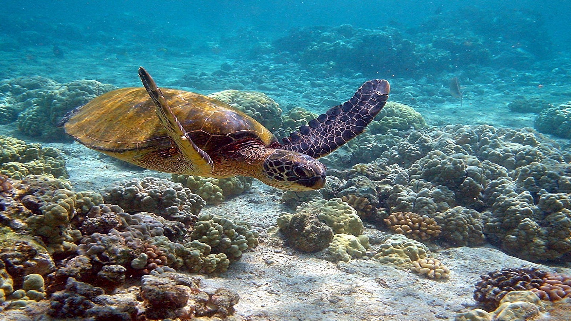 tiere unterwasser korallen schildkröte riff ozean fische meer wasser schnorcheln tauchen tropisch schwimmen natur marine scuba wasser tierwelt u-boot landschaft