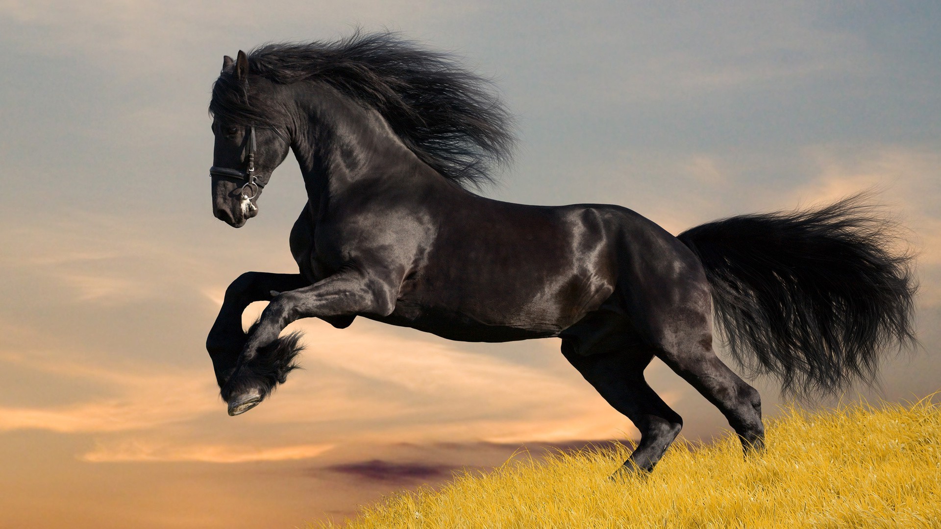 cavallo cavalleria mare cavallo mammifero stallone equestre mane mustang allevamento di cavalli animale seduto pony cielo tramonto campo erba uno ritratto