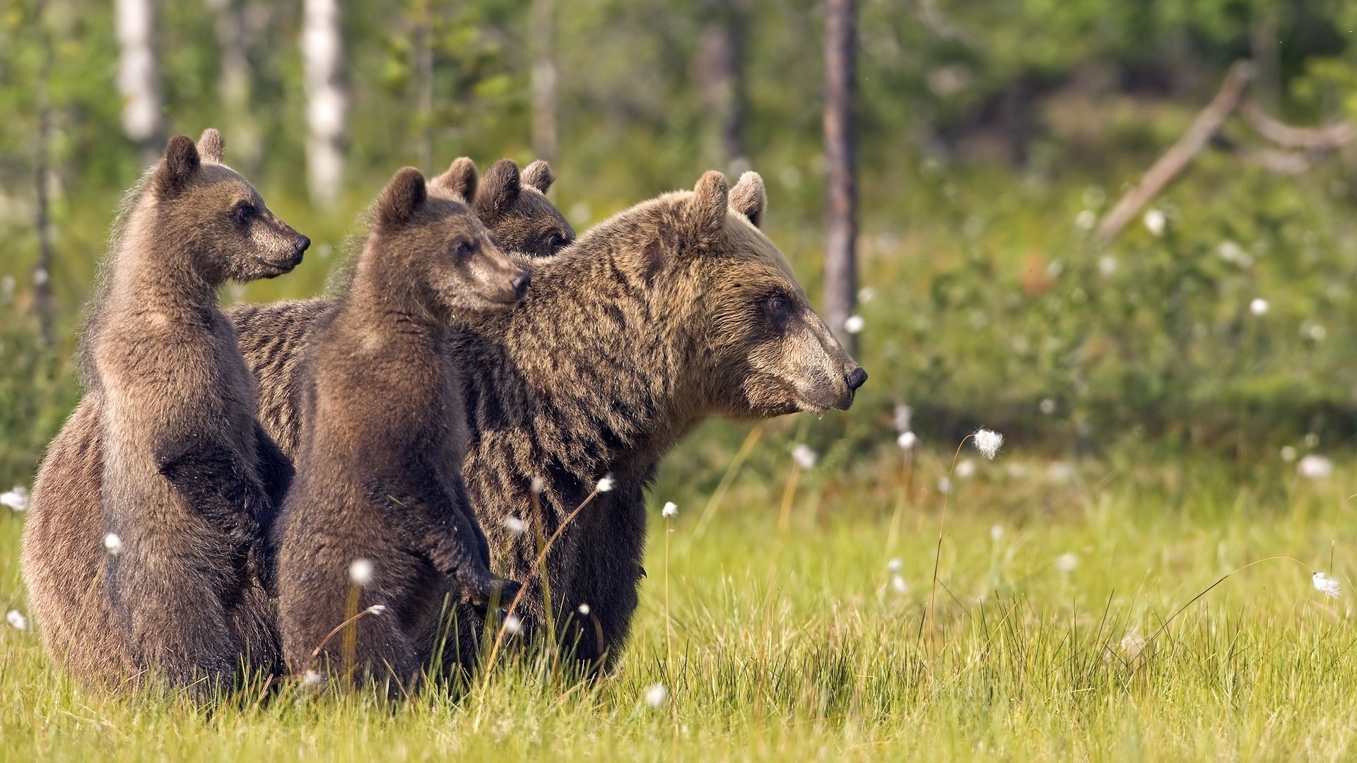 niedźwiedzie ssak dzika przyroda na zewnątrz natura trawa dziki zwierzę drewno park sianokosy