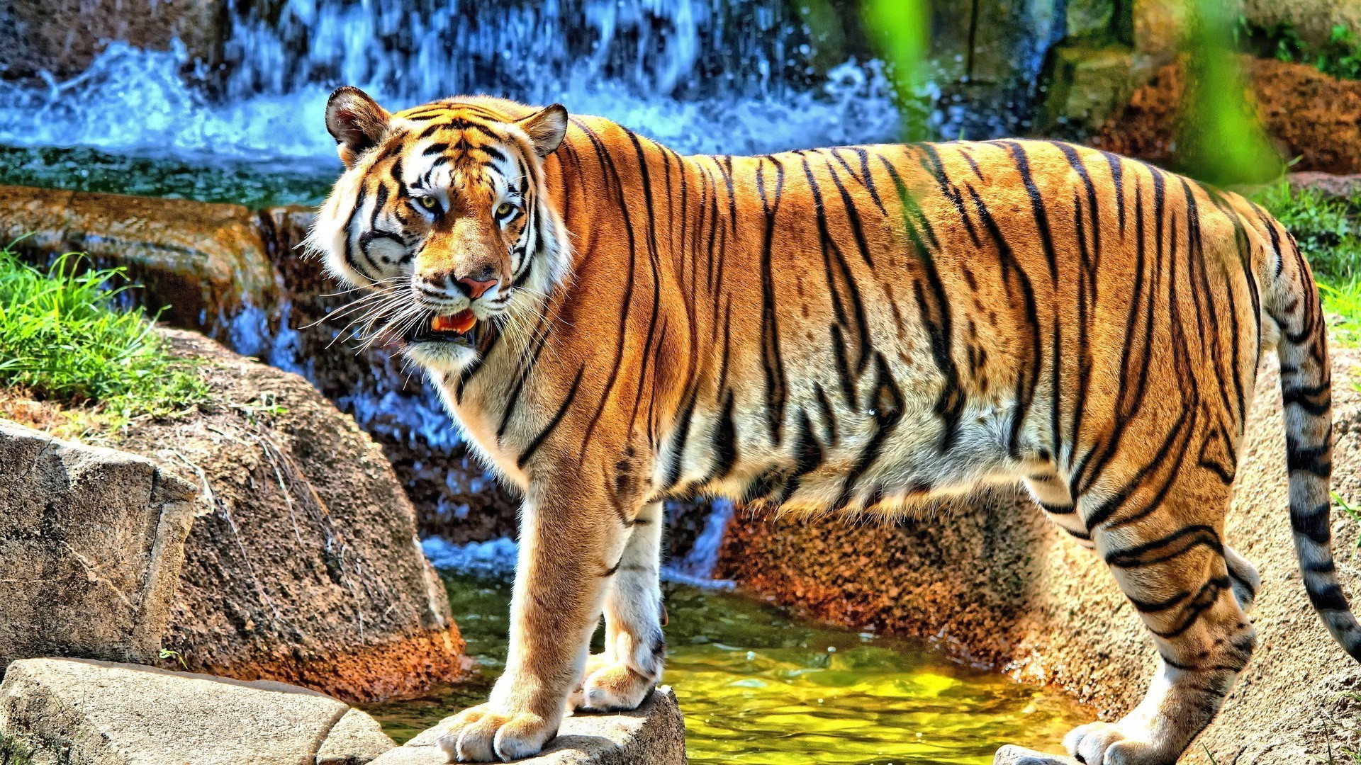 tigres tigre gato vida silvestre selva zoológico depredador mamífero cazador animal carnívoro grande salvaje peligro naturaleza raya caza safari retrato agresión mirando