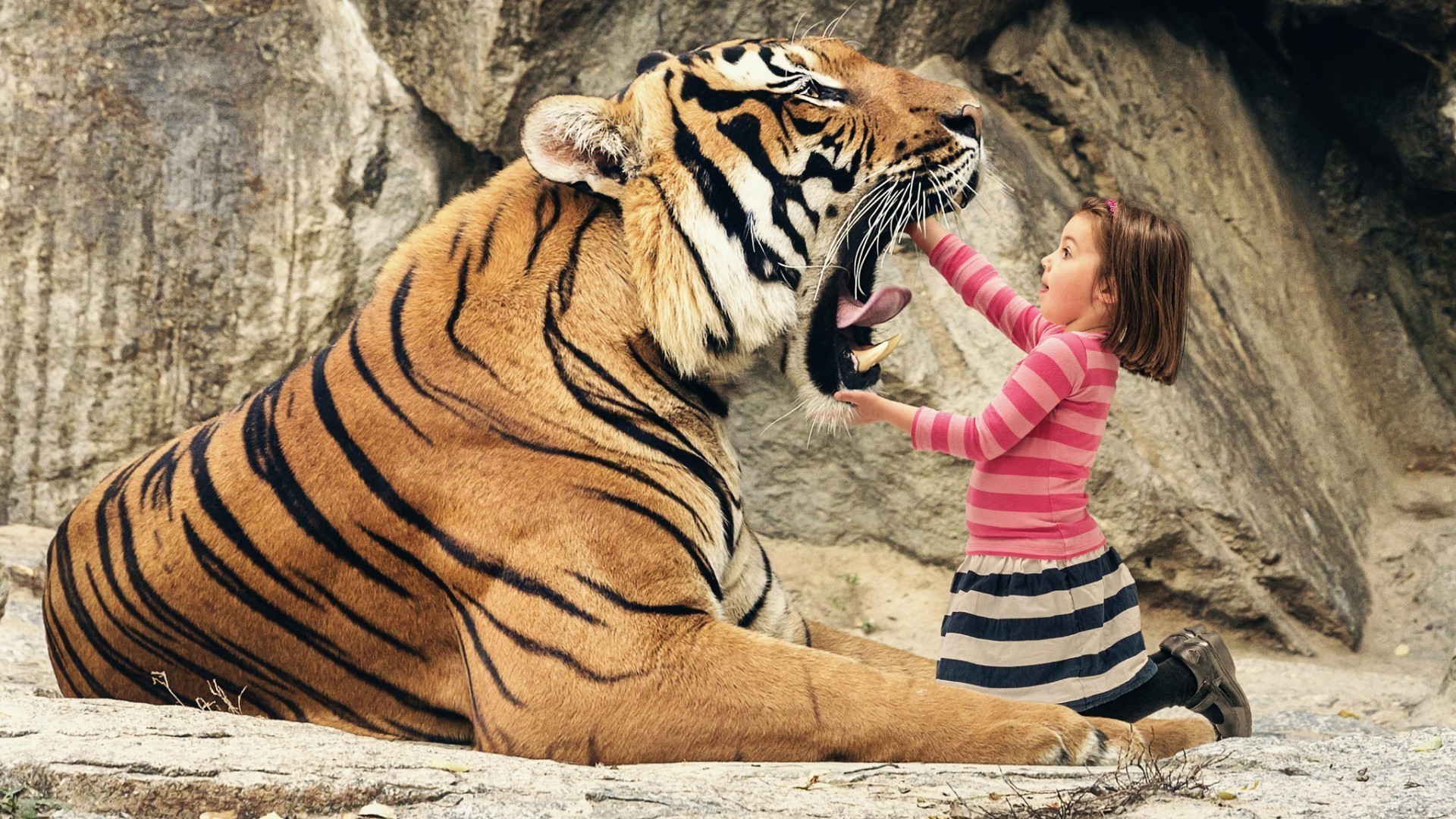 bambini con animali tigre zoo gatto fauna selvatica animale mammifero grande natura selvaggio ritratto striscia pericolo safari testa giungla predatore cacciatore