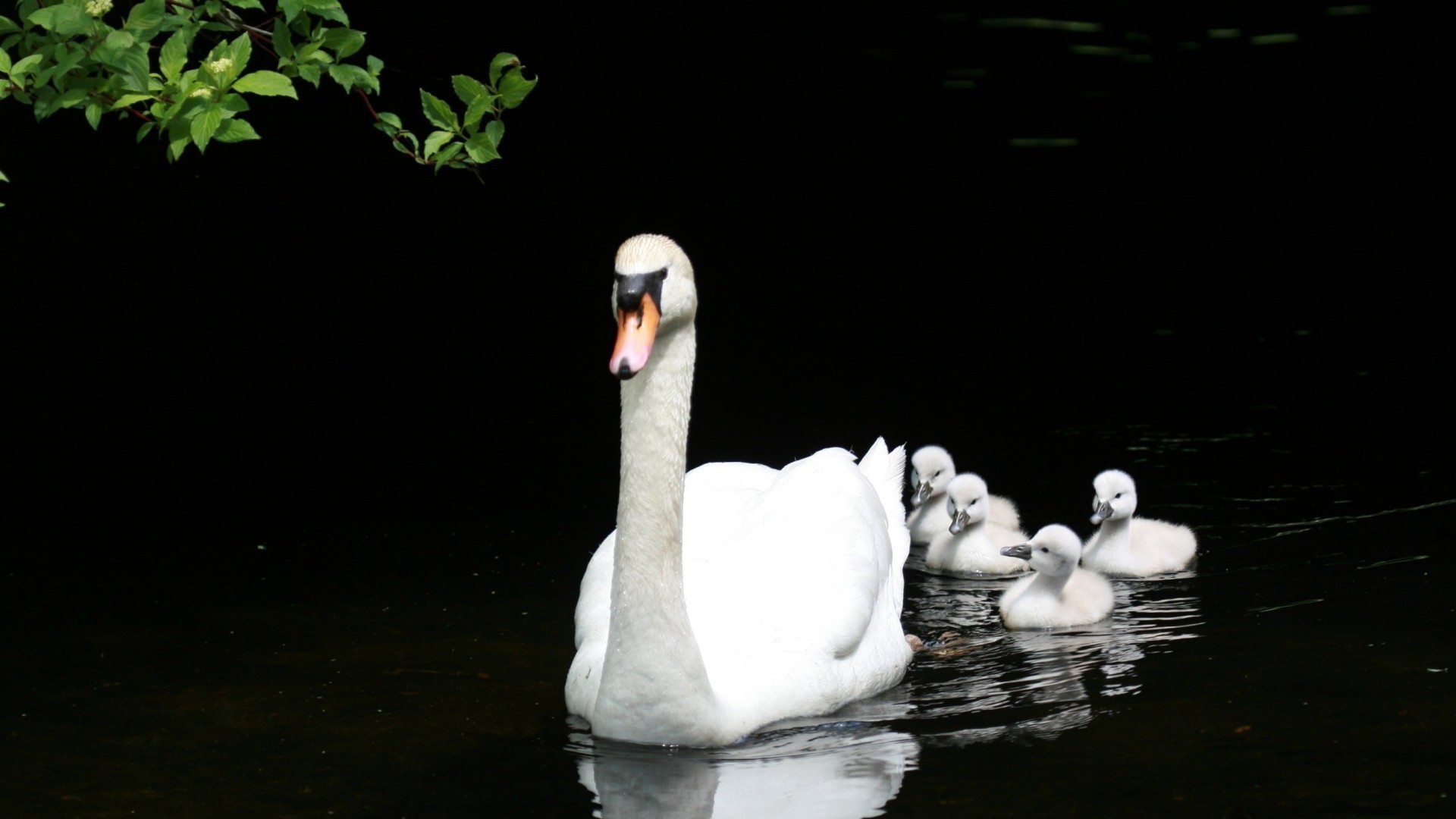 animals swan bird lake water one river reflection nature poultry duck wildlife pool waterfowl love two portrait