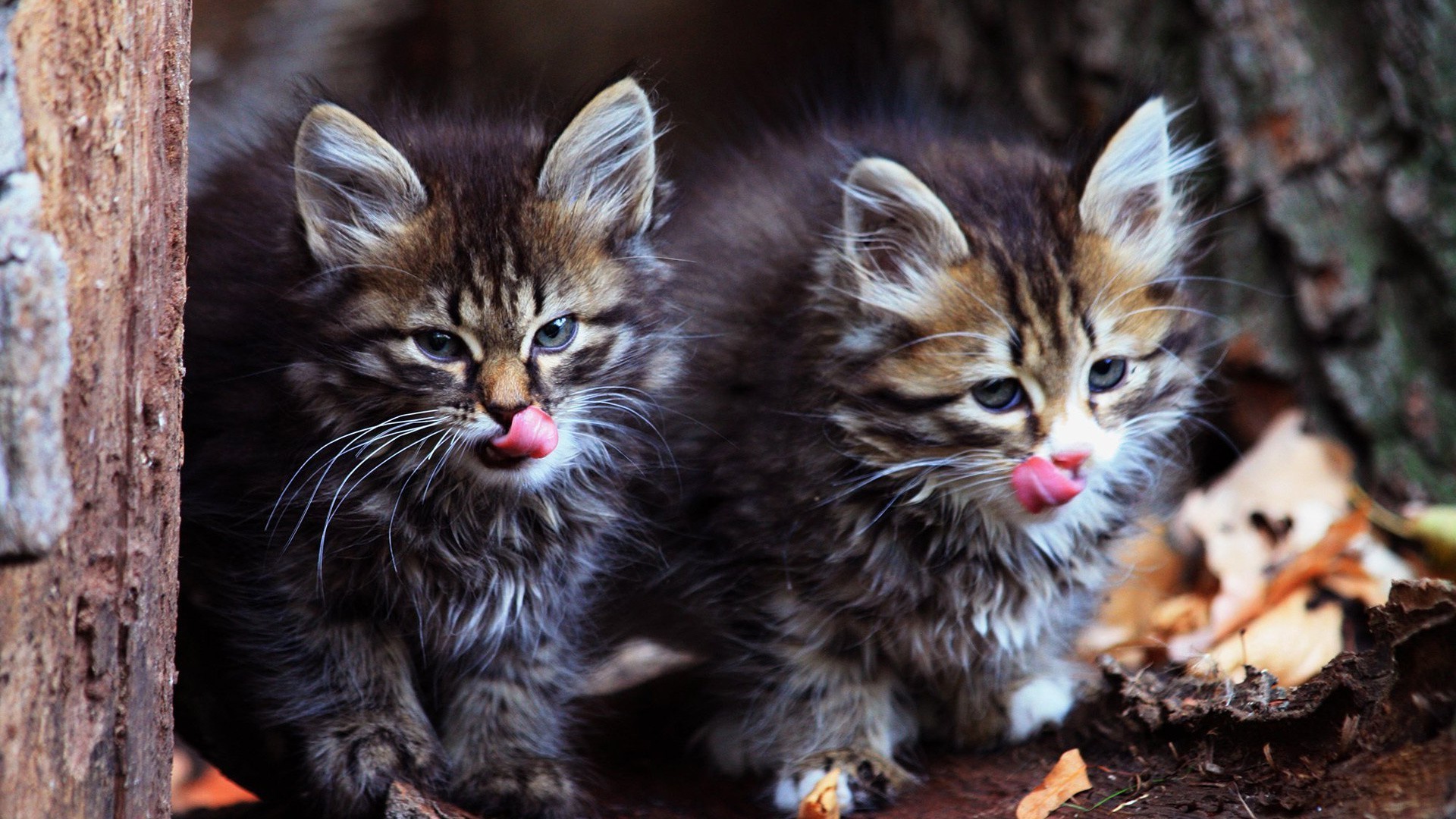 chat chat mignon chaton animal mammifère animal de compagnie fourrure portrait nature oeil peu aperçu moustache