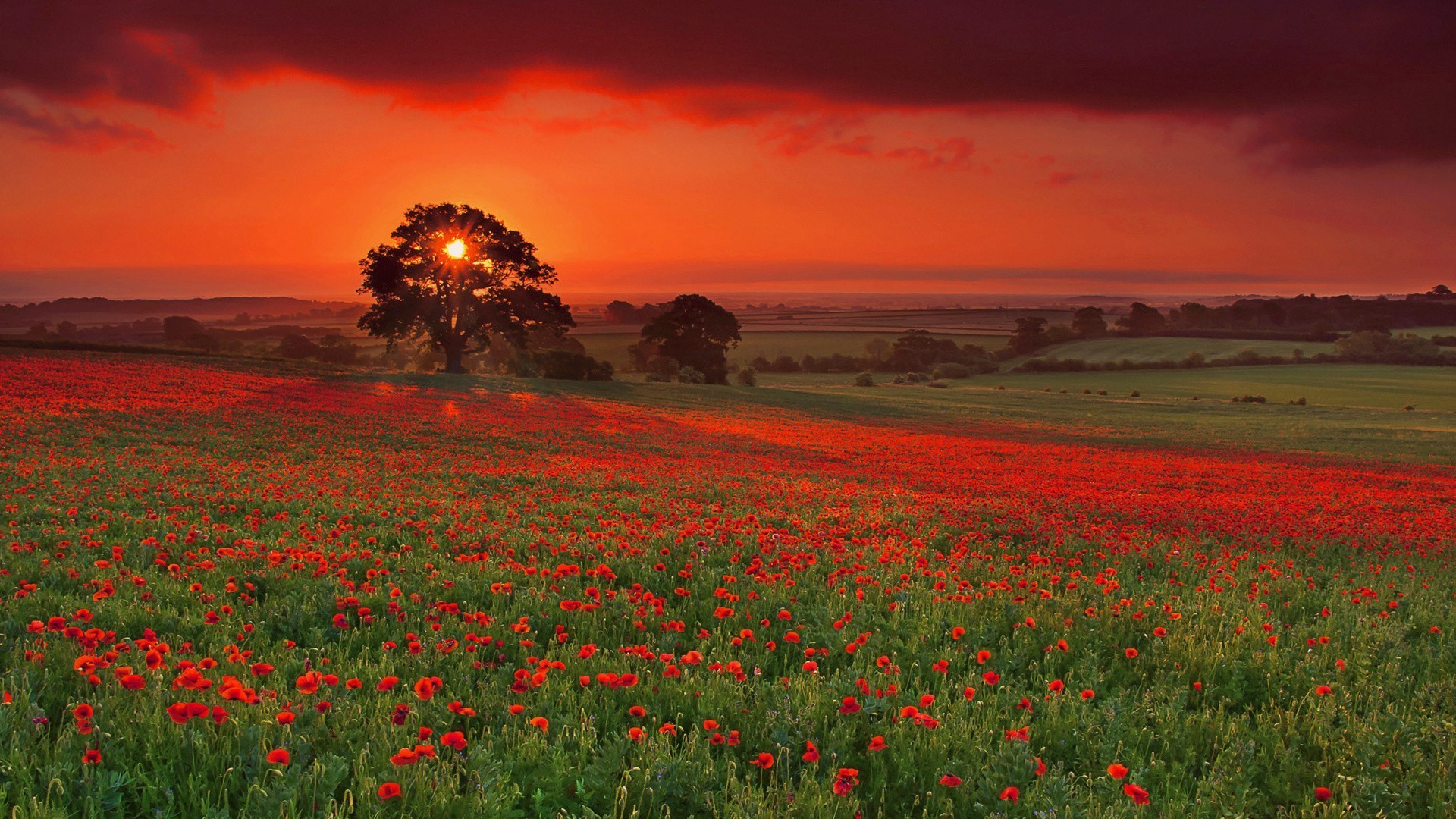 champs prairies et vallées poppy champ fleur paysage rural nature campagne foin agriculture soleil herbe pâturage à l extérieur ciel aube été pays ferme coucher de soleil