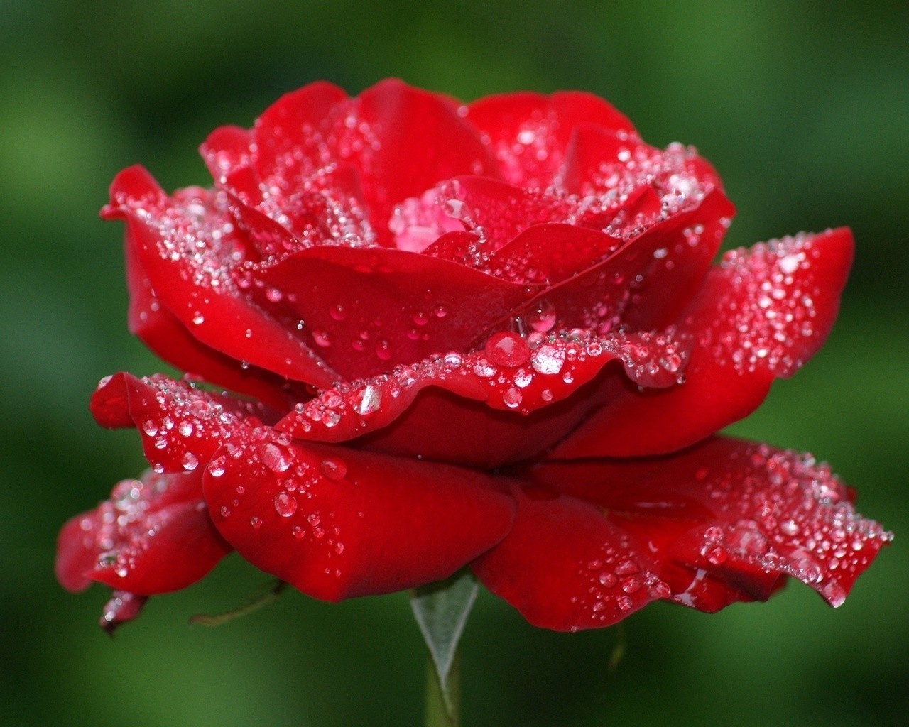 розы росы природа дождь цветок лист лето мокрый сад флора падение капли яркий цвет любовь